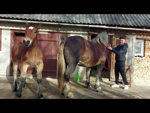Видео: 🔊Продажа🎯 жеребчик від PERCHERONA Гайтавера 💪і Кукли🌺 і БЕЛЬГІЙКИ Квіні💯💣🔥