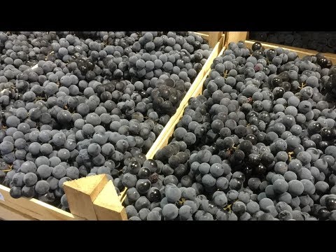 Видео: Виноградный Бренди ч3. Ставлю брагу с использованием дробилки для винограда.