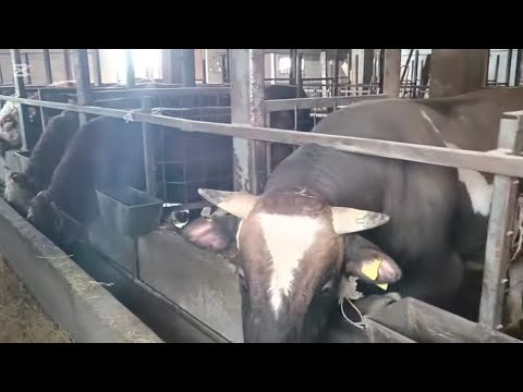 Видео: Откорм бычков 2024г Как правельно кормить,био добавки  .Обзор на дробилку.