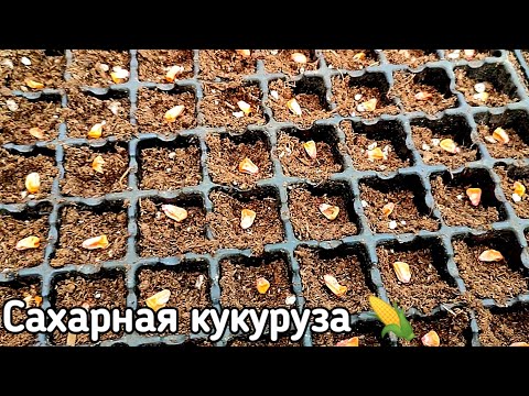 Видео: Посев сахарной кукурузы 🌽 Выращивание рассадным способом