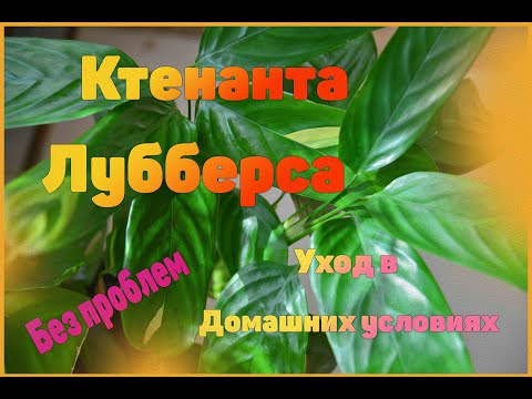 Видео: Ктенанта Лубберса. Мой уход в домашних условиях без проблем.