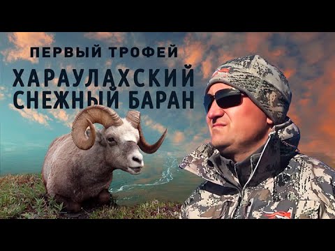 Видео: ПЕРВЫЙ ТРОФЕЙ. ХАРАУЛАХСКИЙ СНЕЖНЫЙ БАРАН