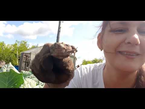 Видео: Выкопали картошку,шашлыки,день рождения в деревне!👍😄