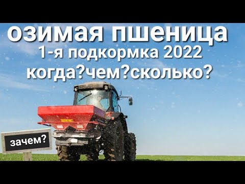 Видео: Озимая пшеница 2022 ранневесенняя подкормка