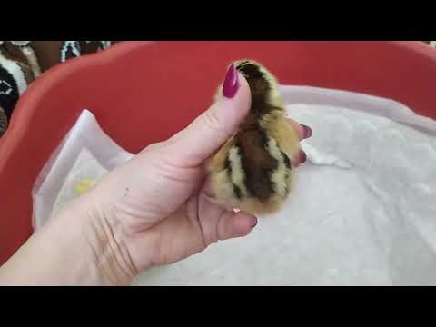Видео: #Вылуп#Как отличить курочек от петушков#