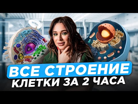 Видео: ВСЯ БАЗА биологии для ЕГЭ 2026 за 6 часов: часть 2 / Всё про СТРОЕНИЕ клетки за 1 ВИДЕО!