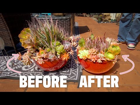 Видео: Как переделать разросшийся горшок для суккулента