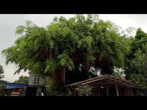 Видео: Рубка опасного дерева / Душераздирающая история мальчика, упавшего с дерева