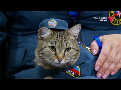 Видео: Кот-пожарный Семён