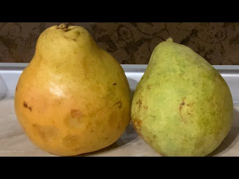 Видео: Груша Бланка. Крупноплідний зимовий сорт груші.Осіння обрізка дерев.