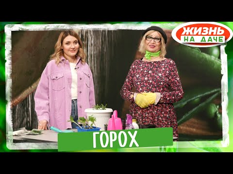 Видео: Горох на балконе и в огороде. Овощной и сахарный - какой вкуснее?