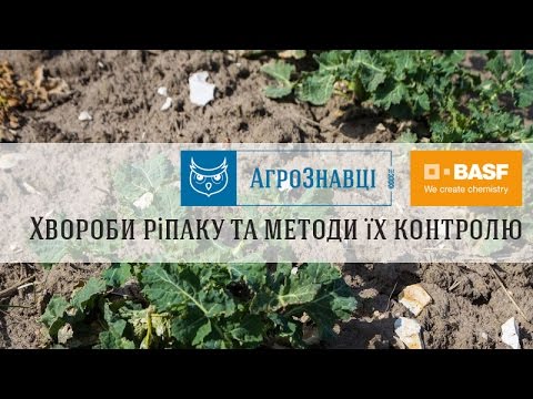 Видео: Перший рік посіяли ріпак. Тому щодо його вирощування цікавить все