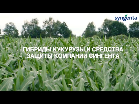 Видео: Гибриды кукурузы и средства защиты компании Сингента. Часть 1.