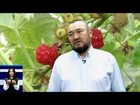 Видео: ред: К.Карыбекова,  Абдулла Ташиев: Бай болом десеңер, малина тиккиле!(сурдолог менен)