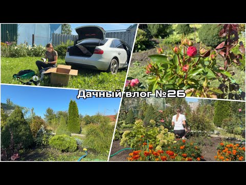 Видео: Дачный влог №26 🍓 Снова новый помощник | Что стало с участком?!