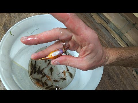 Видео: Крупные сомики на нерест и панда тоже