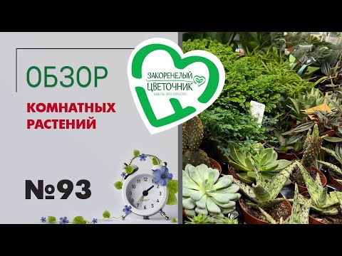 Видео: Обзор комнатных растений: нолина, кокос, фикус аспера, фикусы ампельные, эуфорбии, ванды, кактусы.