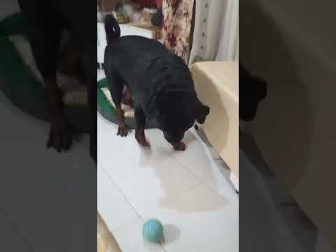 Видео: «Ленивый Ричард превращается в игривого героя! Играем в мячик гуляем в саду 🌿🐾 От отдыха к веселью! 