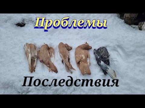 Видео: Голуби проблемы и вакцинация