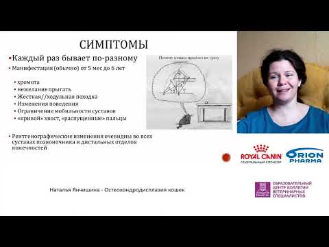 Видео: Янчишина Наталья - Остеохондродисплазия кошек.