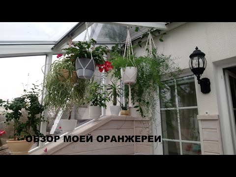 Видео: ОБЗОР МОЕЙ ОРАНЖЕРЕИ/ КОМНАТНЫЕ РАСТЕНИЯ