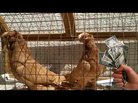 Видео: ХОРОШИЕ РАЗНЫЕ МАСТИ. Узбекские двухчубые голуби. Tauben. Pigeons