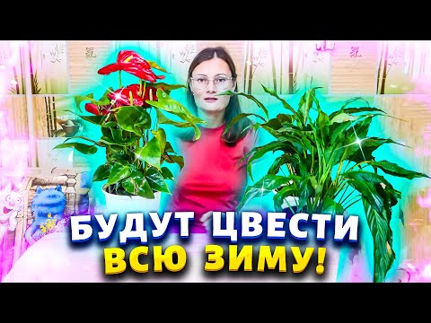 Видео: Антуриум будет пускать цветоносы один за другим, если следовать этим простым правилам в уходе.