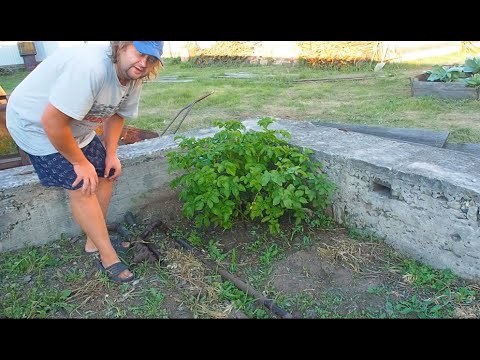 Видео: ПОСАДИЛ 10 КАРТОШИН В ОДНУ ЛУНКУ ОШЕЛОМИТЕЛЬНЫЙ РЕЗУЛЬТАТ Я ТАКОГО НЕ ОЖИДАЛ