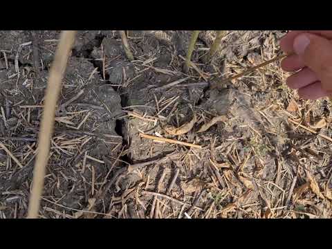 Видео: Горчица жёлтая. Уборка. Итог.No-till 05.08.2021