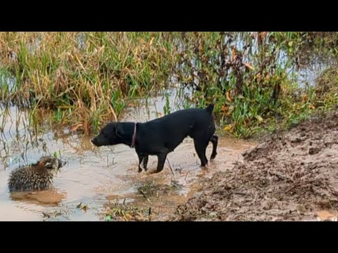 Видео: Устанавливаем стабилизаторы Wickenkamp на Conibears. #billingsleybrandlures #trapper