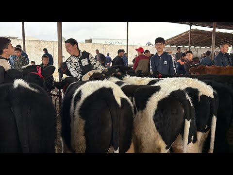 Видео: Бука БОЗОР НАРХИ БУКАЧА ВА бука 30 октября 2025 г.