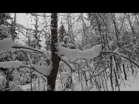 Видео: 21.12.2024. Охота с русской гончей, добыт.
