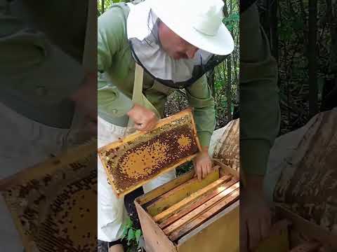 Видео: #Искусственное #роение #пчеловодство #роение