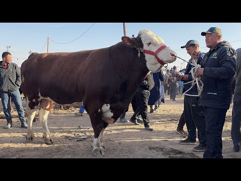 Видео: УРГАНЧ МОЛ БОЗОРИ 2-НОЯБР ЯНГИ НАРХЛАР ЭРТАЛАБГИ САВДОЛАР !!! ХОРАЗМ БОЗОР