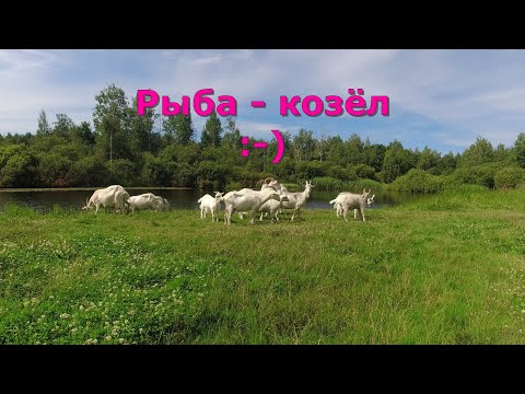 Видео: #437 #мормышинг | Озеро - река |