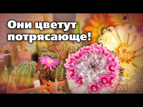 Видео: Коллекционные сорта и виды кактусов  Советы по выращиванию