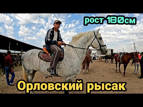 Видео: МАЛ БАЗАР ҰЗЫНАҒАШ 18.06.2023 ЖЫЛҚЫ БАҒАЛАРЫ (Скотный рынок)
