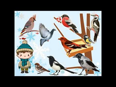 Видео: Про зимуючих птахів. 2 клас. (ЯДС)