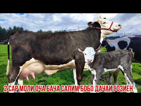 Видео: Молҳои шири аз Салим бобо оригиналаш бромад 8 октября 2025 г.