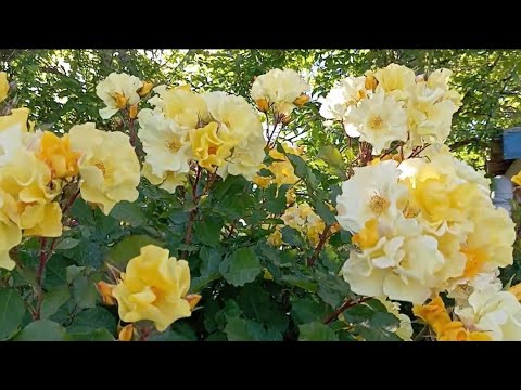 Видео: Цвітіння троянд.Свіжість і недоторкана краса вражають!🌹🥹(Частина 6)