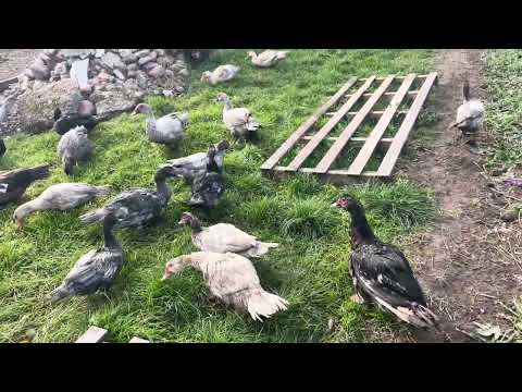 Видео: Утята превращаются в красивые ладьи