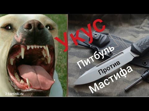 Видео: Укус ПИТБУЛЯ!🔥 Питбуль против Мастифа🔪🔪