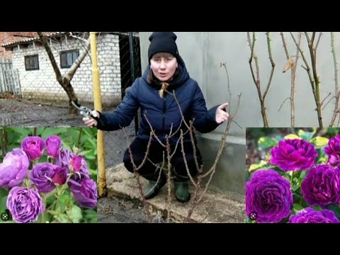 Видео: ВЕСНЯНА ОБРІЗКА ТРОЯНД. ДВА ПРАВИЛА.
