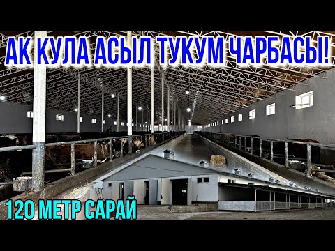 Видео: ОШТО 400  БУКА БАККАН ИШКЕР 🤯 #байтв