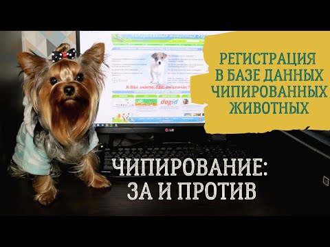 Видео: Чип для собаки: за и против. Регистрация йоркширского терьера в базе данных чипированных животных