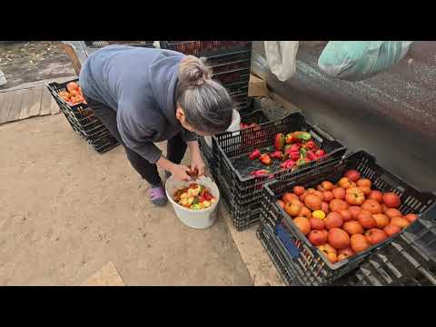 Видео: В,деревне, заквасили зеленый томат, приготовили соус, пальчики оближешь!
