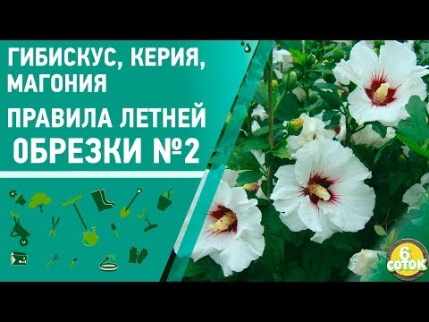Видео: Гибискус, керия, магония. Правила летней обрезки #2. 6 соток 01.07.2019