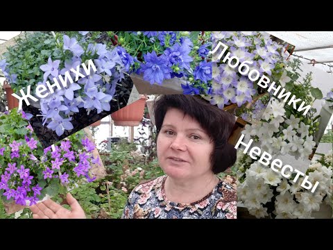 Видео: КАМПАНУЛЫ. Вам интересны их СЕКРЕТЫ 😉?