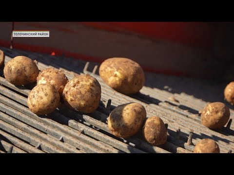 Видео: Как собирают урожай в Толочинском районе – на самых крупных картофельных полях страны