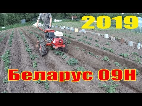 Видео: Мотоблок МТЗ Беларус 09Н : окучивание картофеля мотоблоком
